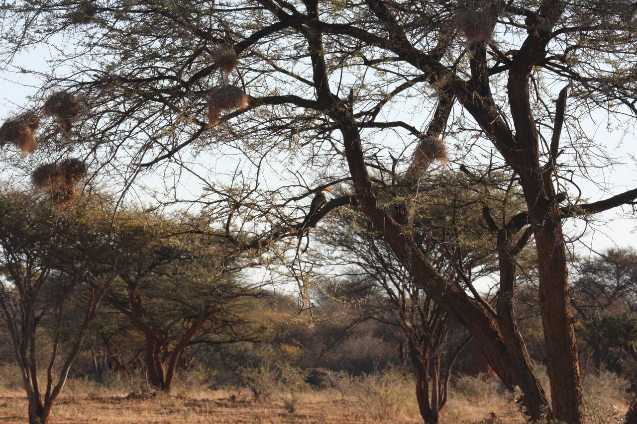 [649] 2016_06_22_02_23_09_Africa_Canon_EOS_40D_IMG__07509.jpg