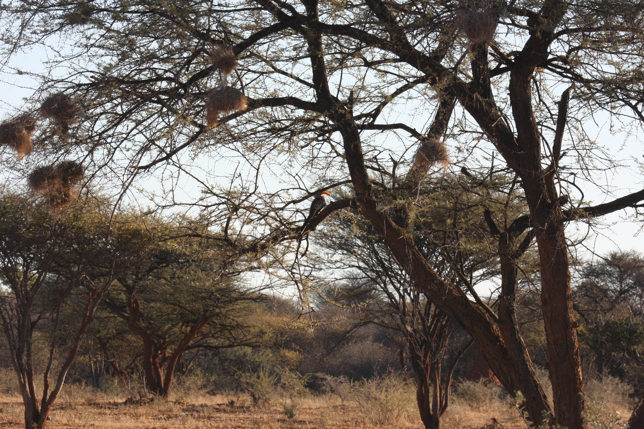 [652] 2016_06_22_02_23_11_Africa_Canon_EOS_40D_IMG__07510.jpg