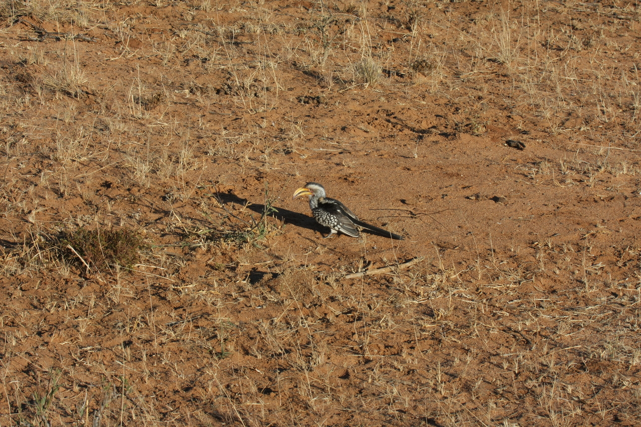 [657] 2016_06_22_02_25_34_Africa_Canon_EOS_40D_IMG__07511.jpg