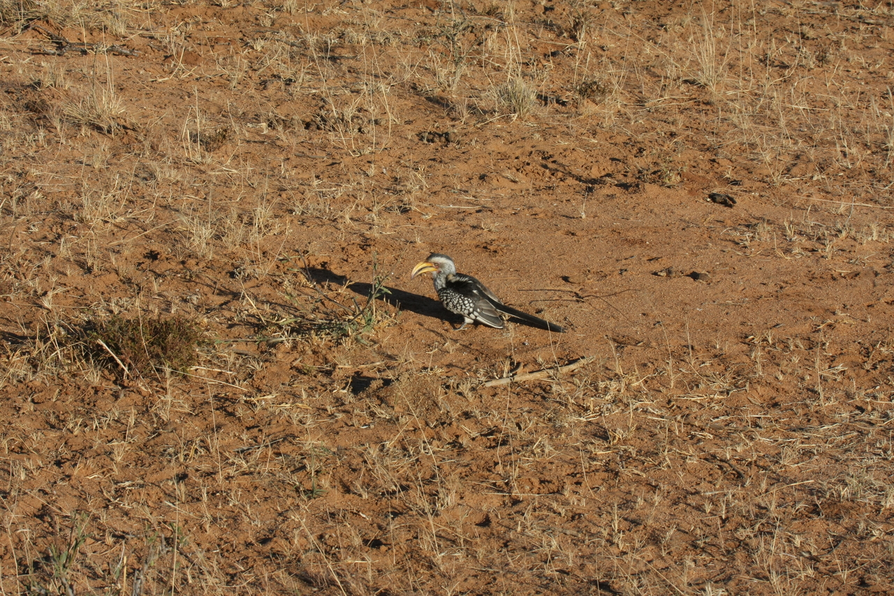 [658] 2016_06_22_02_25_34_Africa_Canon_EOS_40D_IMG__07512.jpg