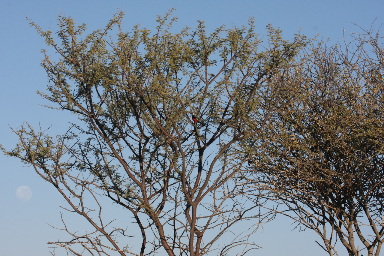 [664] 2016_06_22_02_25_41_Africa_Canon_EOS_40D_IMG__07514.jpg