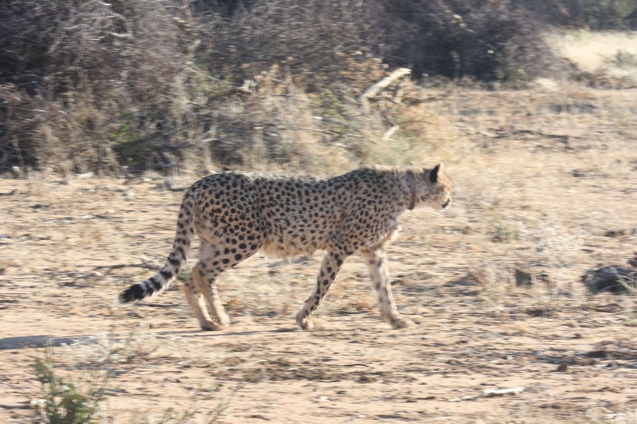 [1233] 2016_06_22_02_56_23_Africa_Canon_EOS_40D_IMG__00219.jpg