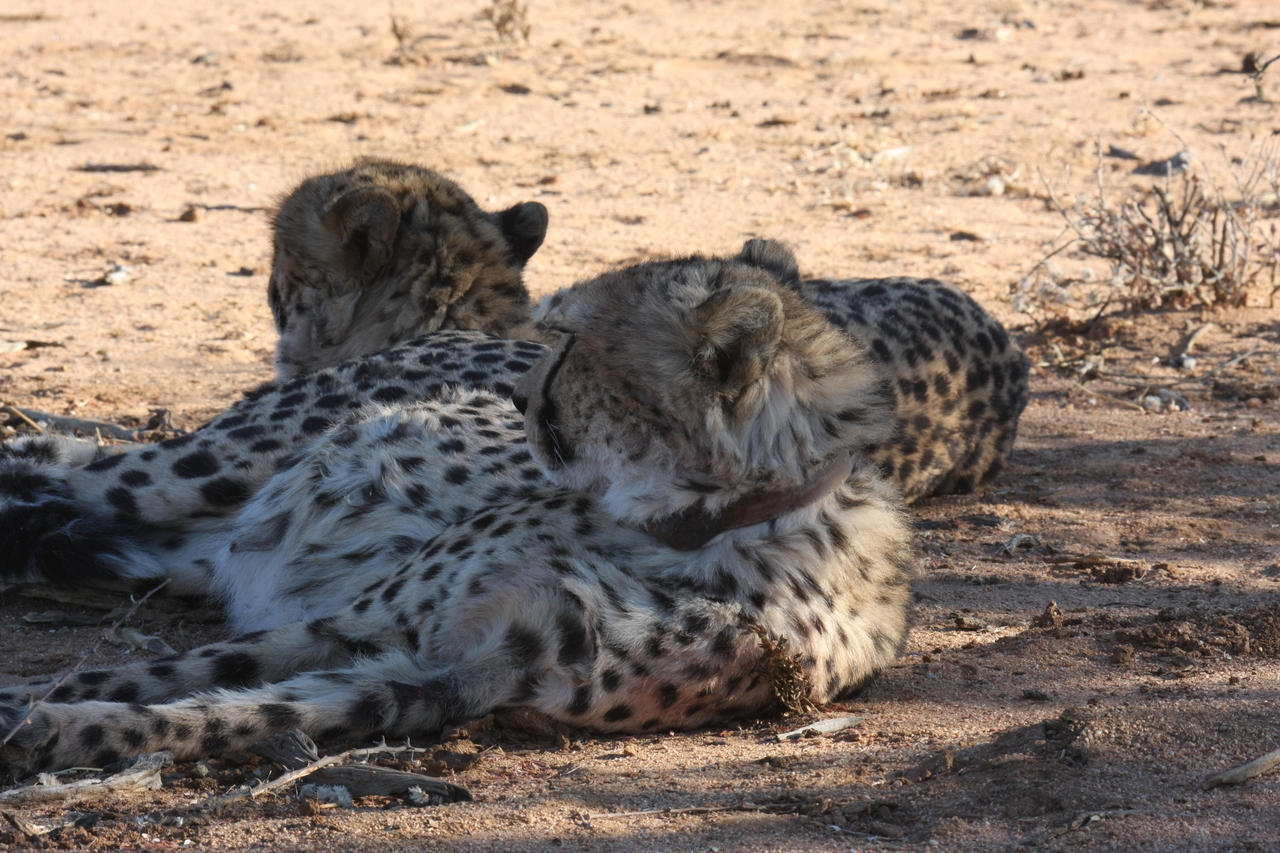 [1452] 2016_06_22_03_07_05_Africa_Canon_EOS_40D_IMG__00306.jpg
