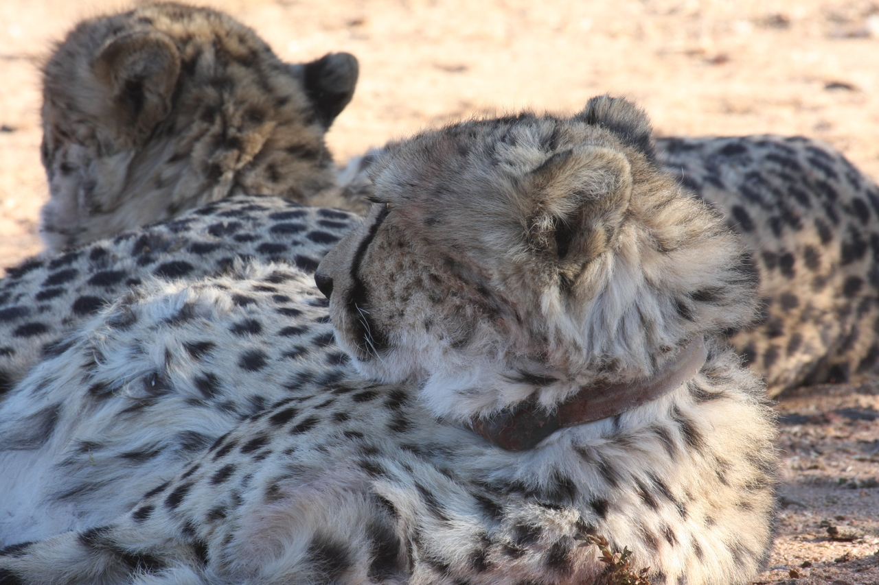 [1458] 2016_06_22_03_07_13_Africa_Canon_EOS_40D_IMG__07754.jpg