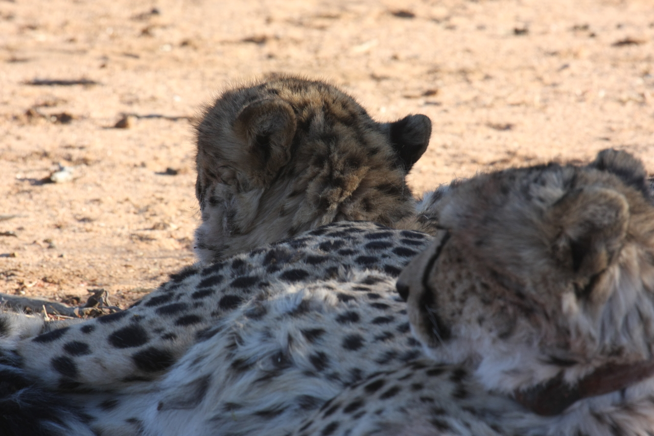 [1462] 2016_06_22_03_07_20_Africa_Canon_EOS_40D_IMG__00309.jpg