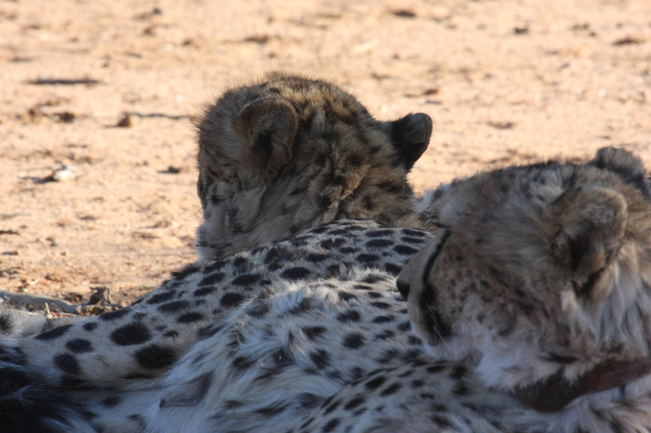 [1463] 2016_06_22_03_07_20_Africa_Canon_EOS_40D_IMG__00310.jpg