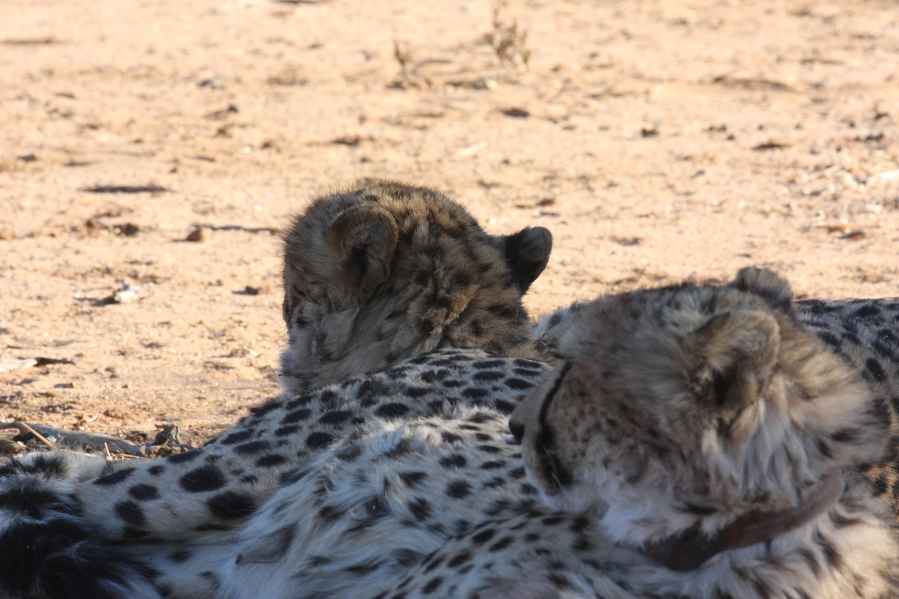 [1468] 2016_06_22_03_07_24_Africa_Canon_EOS_40D_IMG__00311.jpg