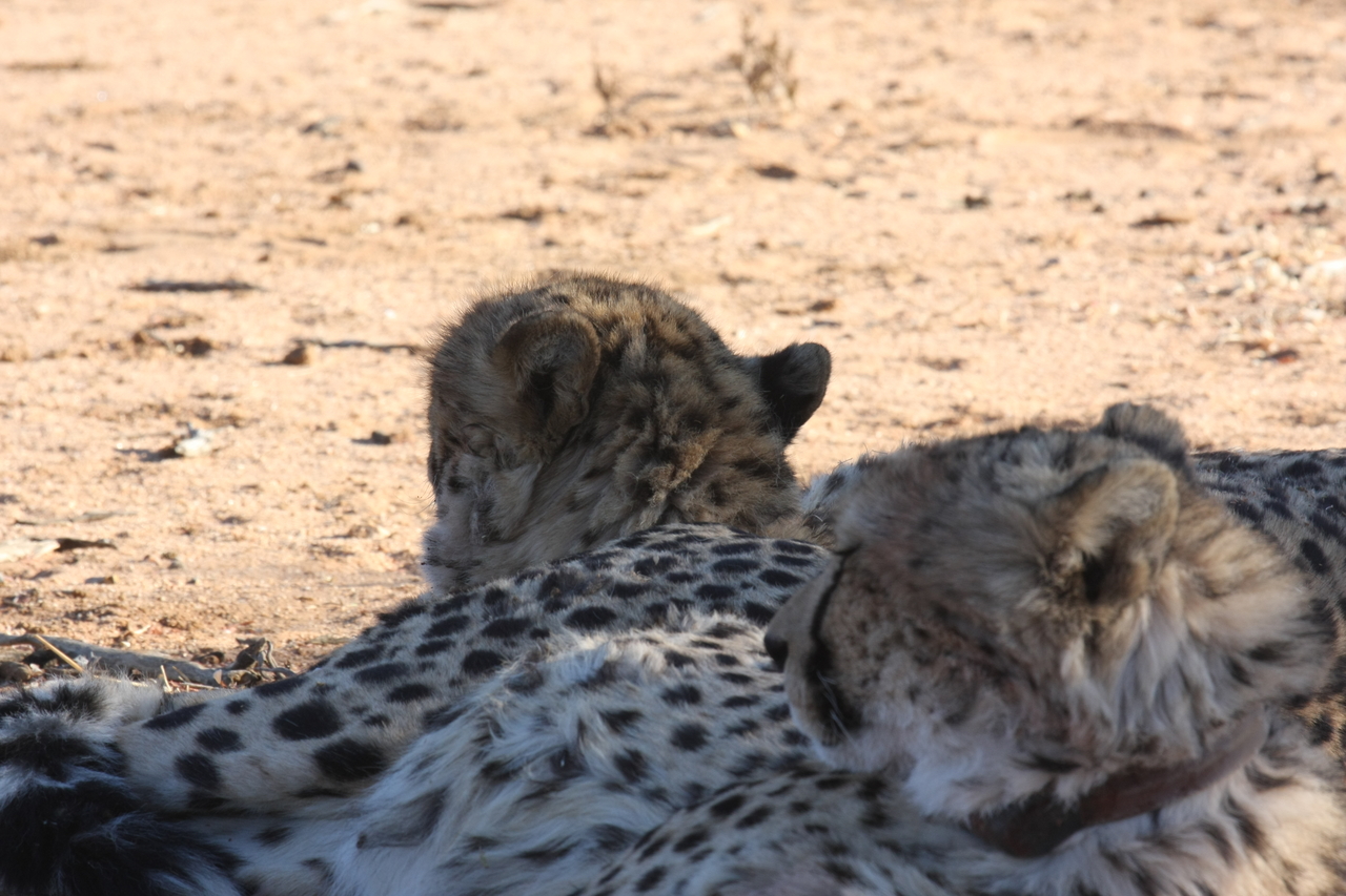 [1469] 2016_06_22_03_07_24_Africa_Canon_EOS_40D_IMG__00312.jpg