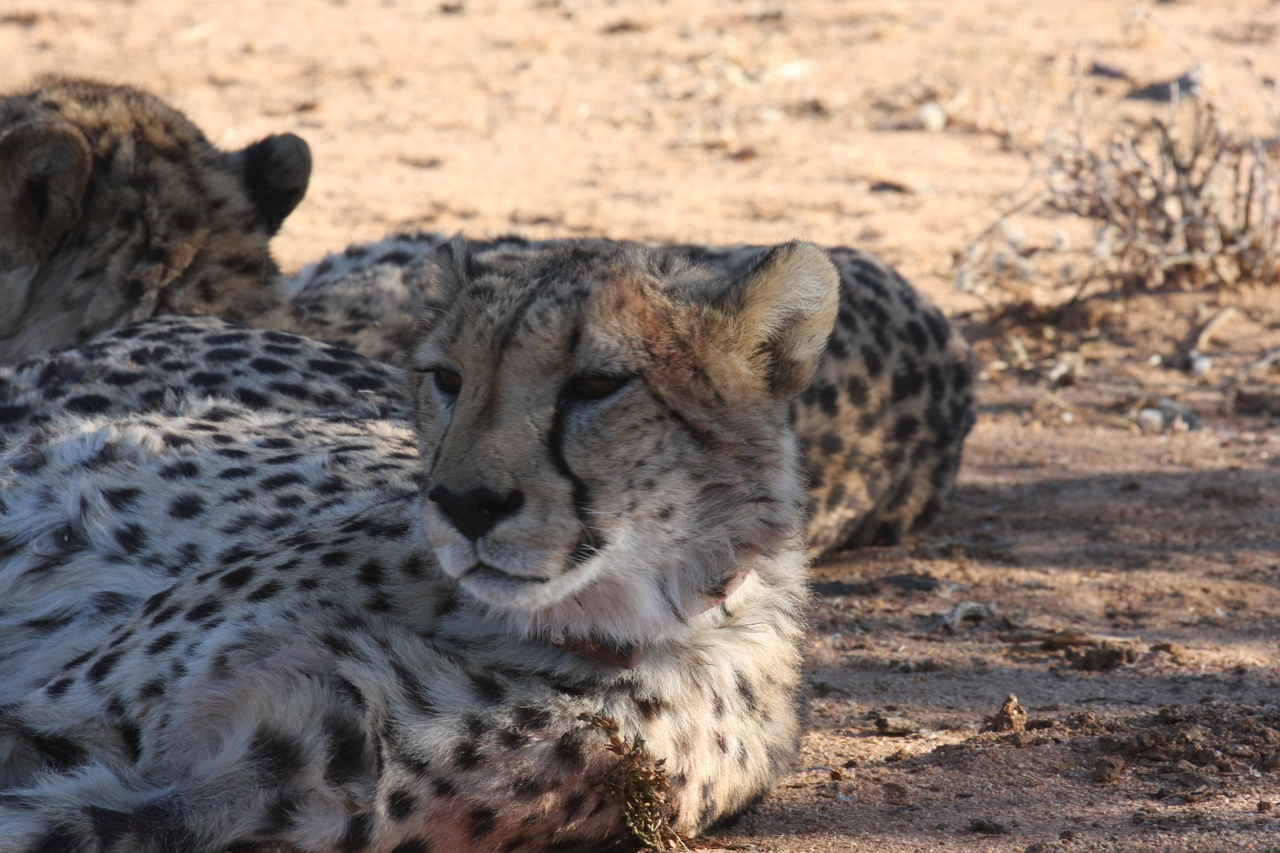 [1474] 2016_06_22_03_07_31_Africa_Canon_EOS_40D_IMG__07760.jpg