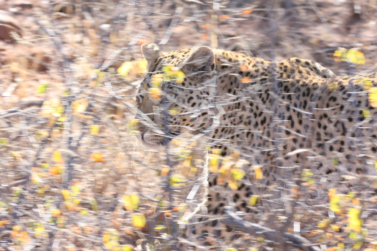 [2105] 2016_06_22_04_07_14_Africa_Canon_EOS_40D_IMG__07953.jpg