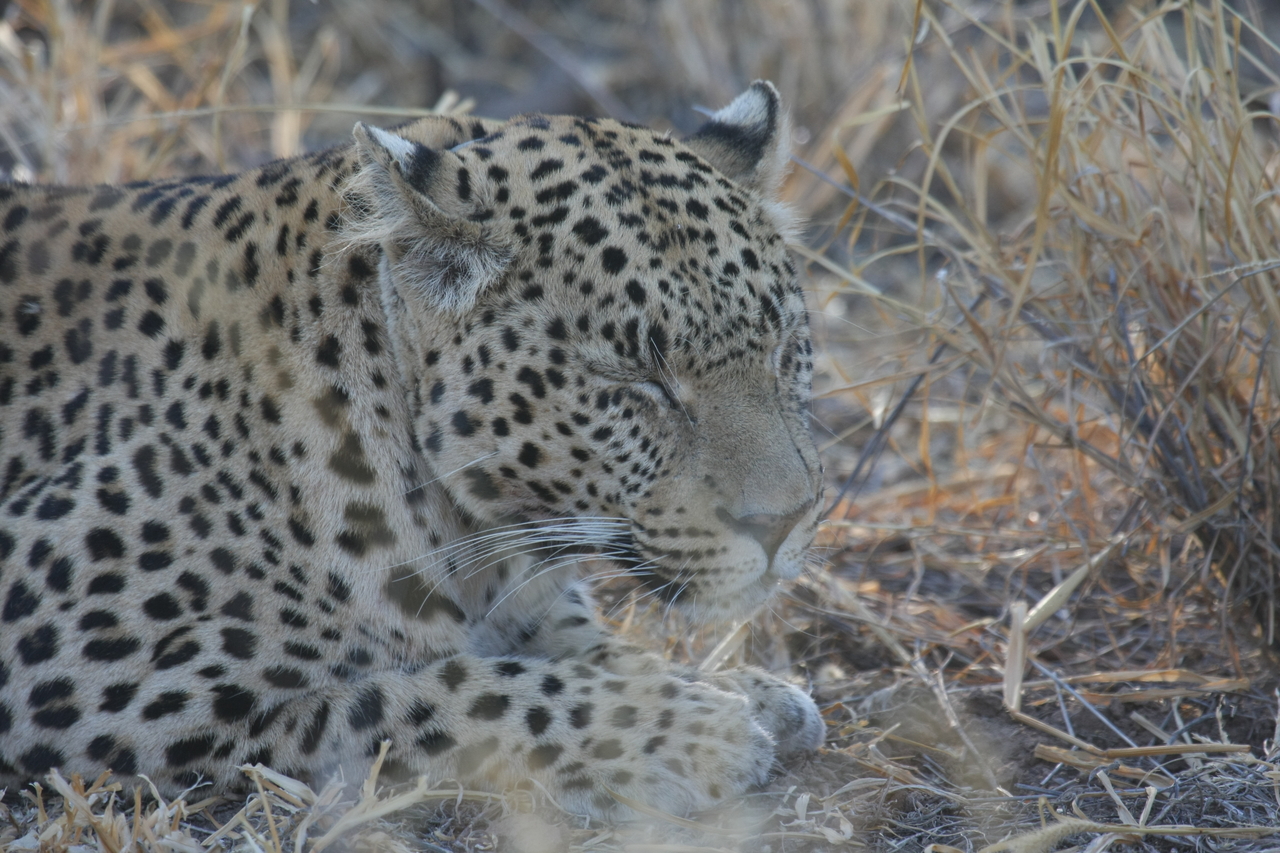 [2655] 2016_06_22_11_01_01_Africa_Canon_EOS_40D_IMG__00557.jpg