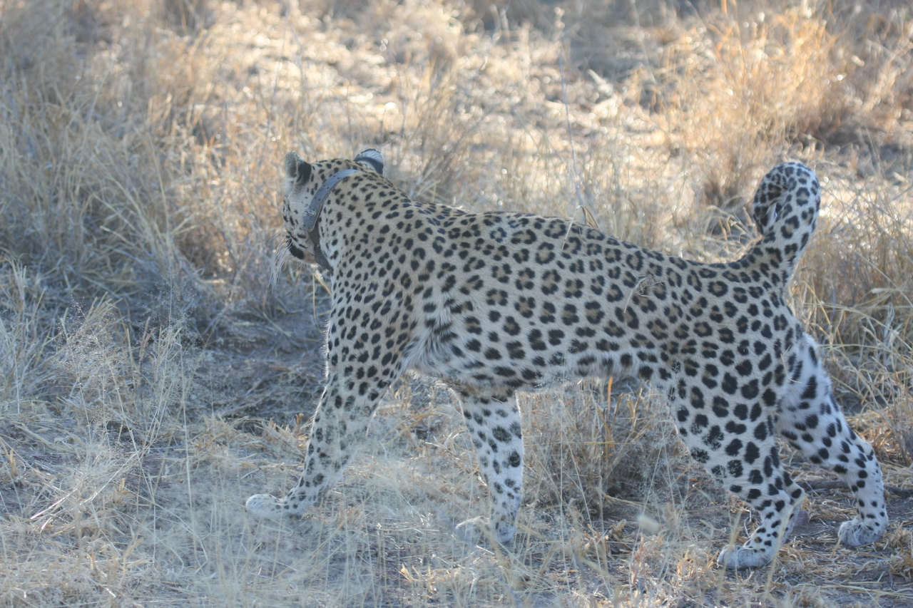 [2784] 2016_06_22_11_02_45_Africa_Canon_EOS_40D_IMG__08062.jpg