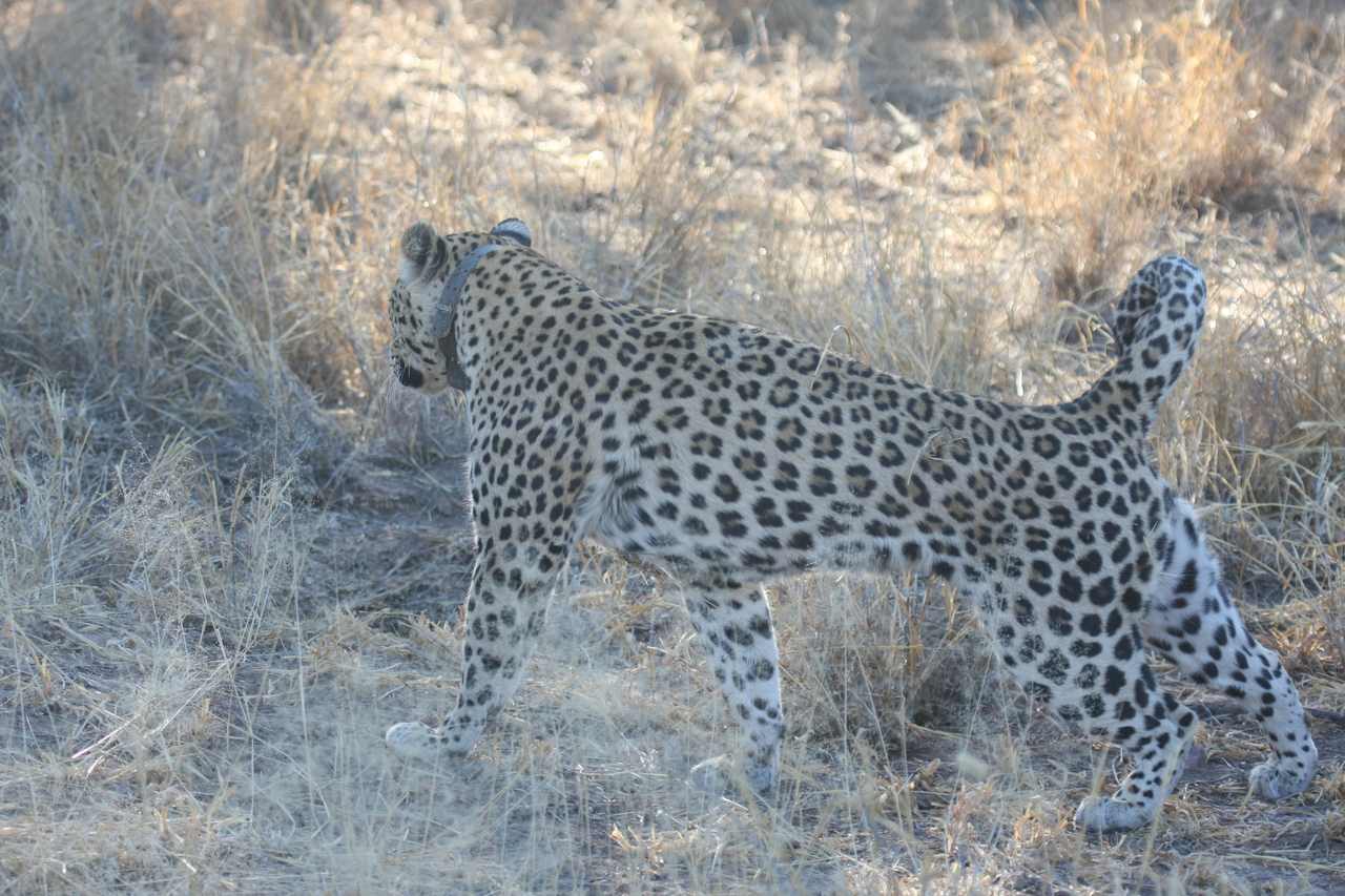 [2785] 2016_06_22_11_02_45_Africa_Canon_EOS_40D_IMG__08063.jpg
