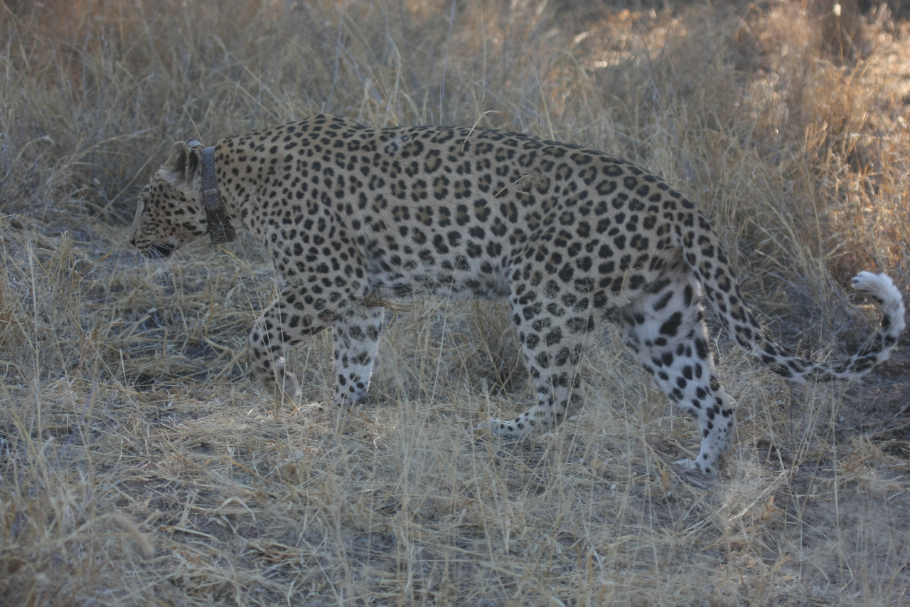 [2790] 2016_06_22_11_02_48_Africa_Canon_EOS_40D_IMG__08064.jpg