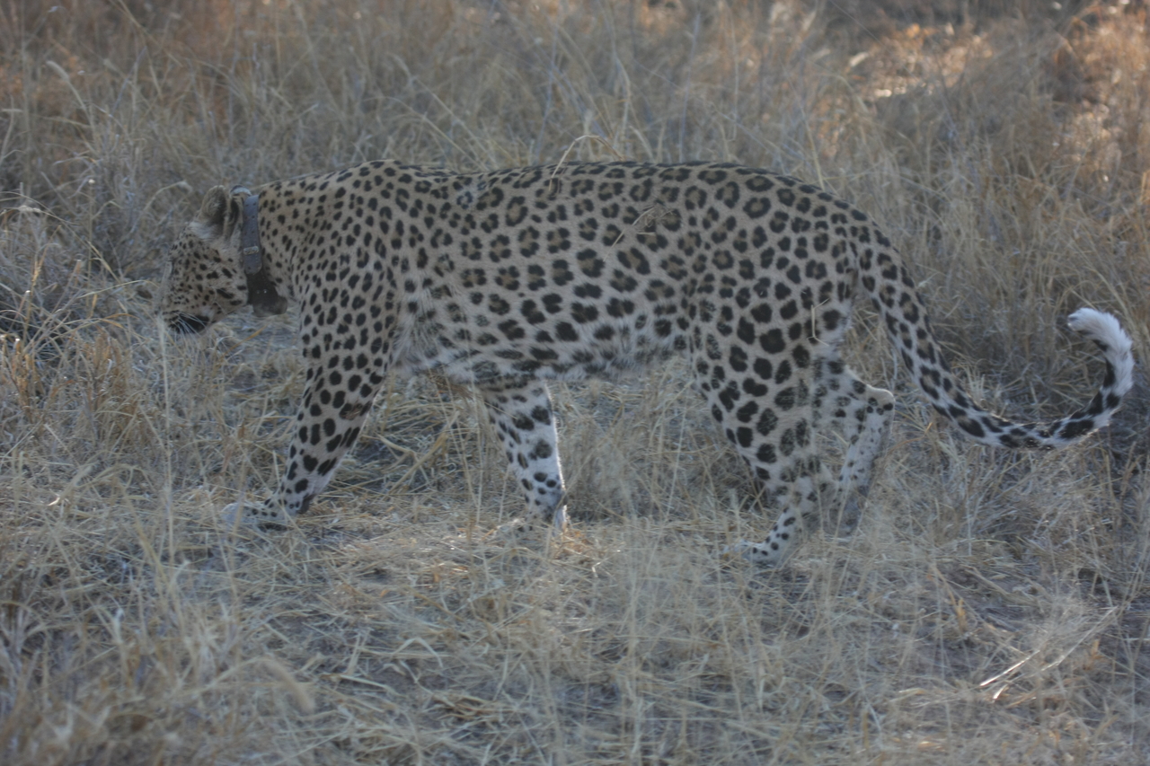 [2791] 2016_06_22_11_02_48_Africa_Canon_EOS_40D_IMG__08065.jpg