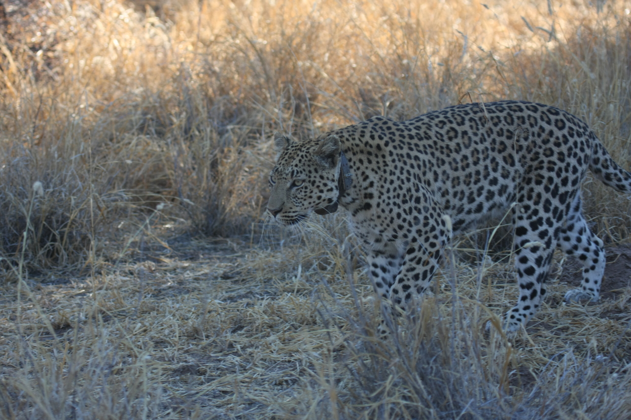 [2795] 2016_06_22_11_02_54_Africa_Canon_EOS_40D_IMG__00601.jpg