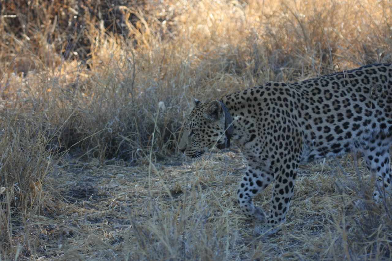 [2807] 2016_06_22_11_02_55_Africa_Canon_EOS_40D_IMG__08069.jpg