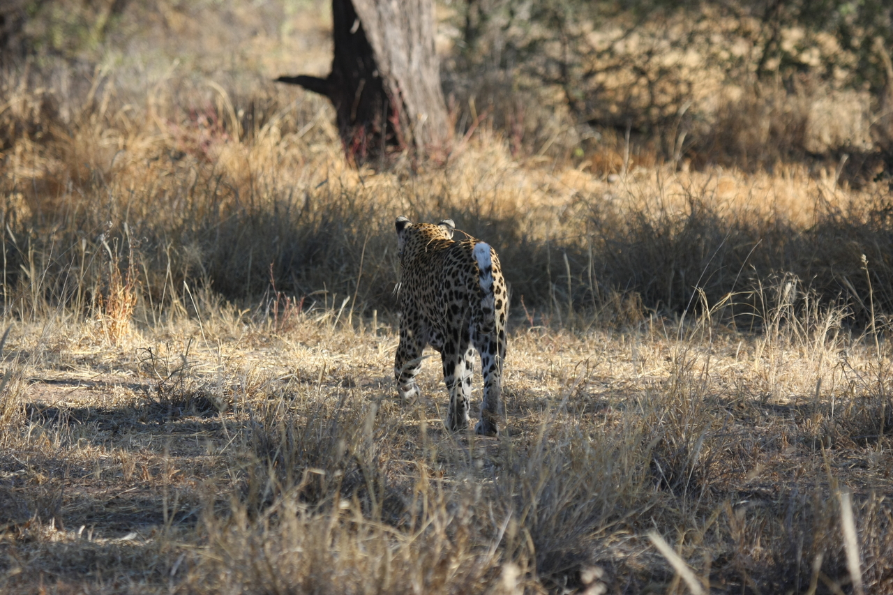 [2812] 2016_06_22_11_03_33_Africa_Canon_EOS_40D_IMG__00606.jpg