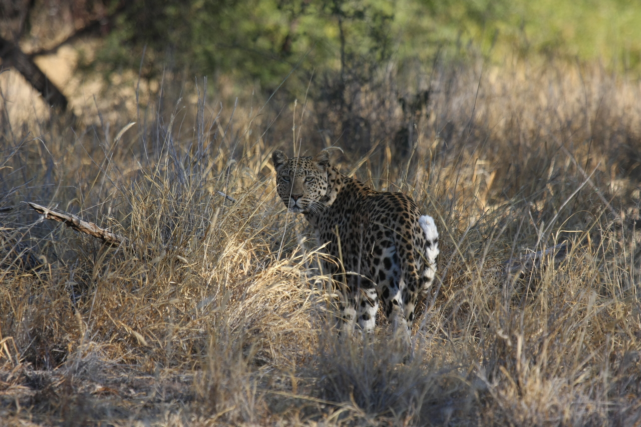 [2856] 2016_06_22_11_04_04_Africa_Canon_EOS_40D_IMG__08086.jpg