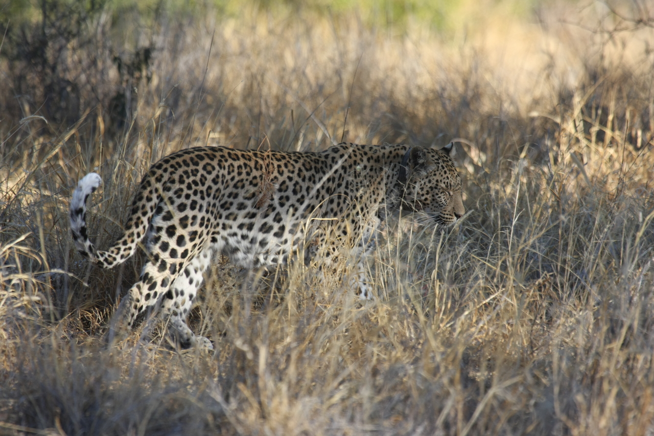 [2872] 2016_06_22_11_04_15_Africa_Canon_EOS_40D_IMG__00626.jpg