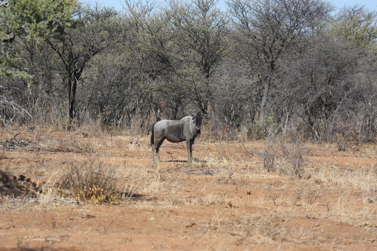 [4963] 2016_06_23_04_50_50_Africa_Canon_EOS_40D_IMG__00944.jpg