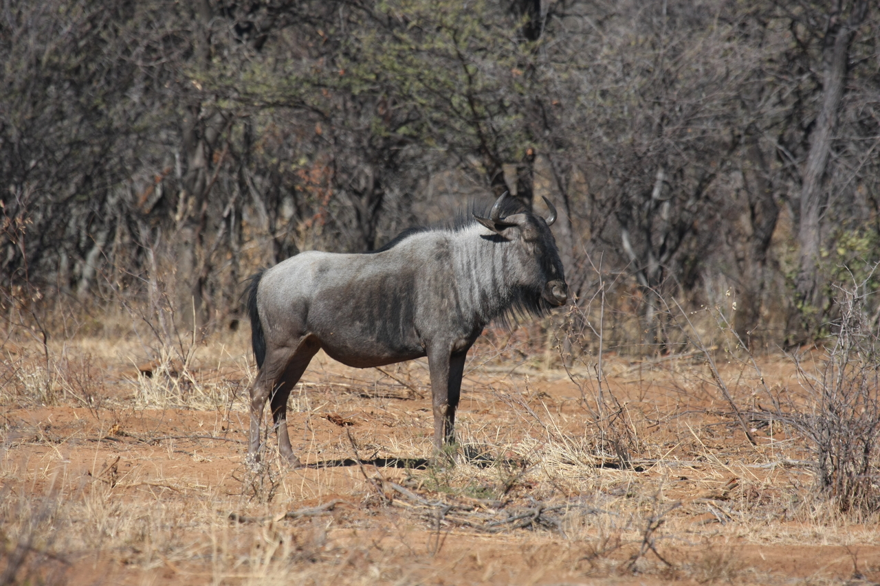 [4970] 2016_06_23_04_51_06_Africa_Canon_EOS_40D_IMG__00113.jpg