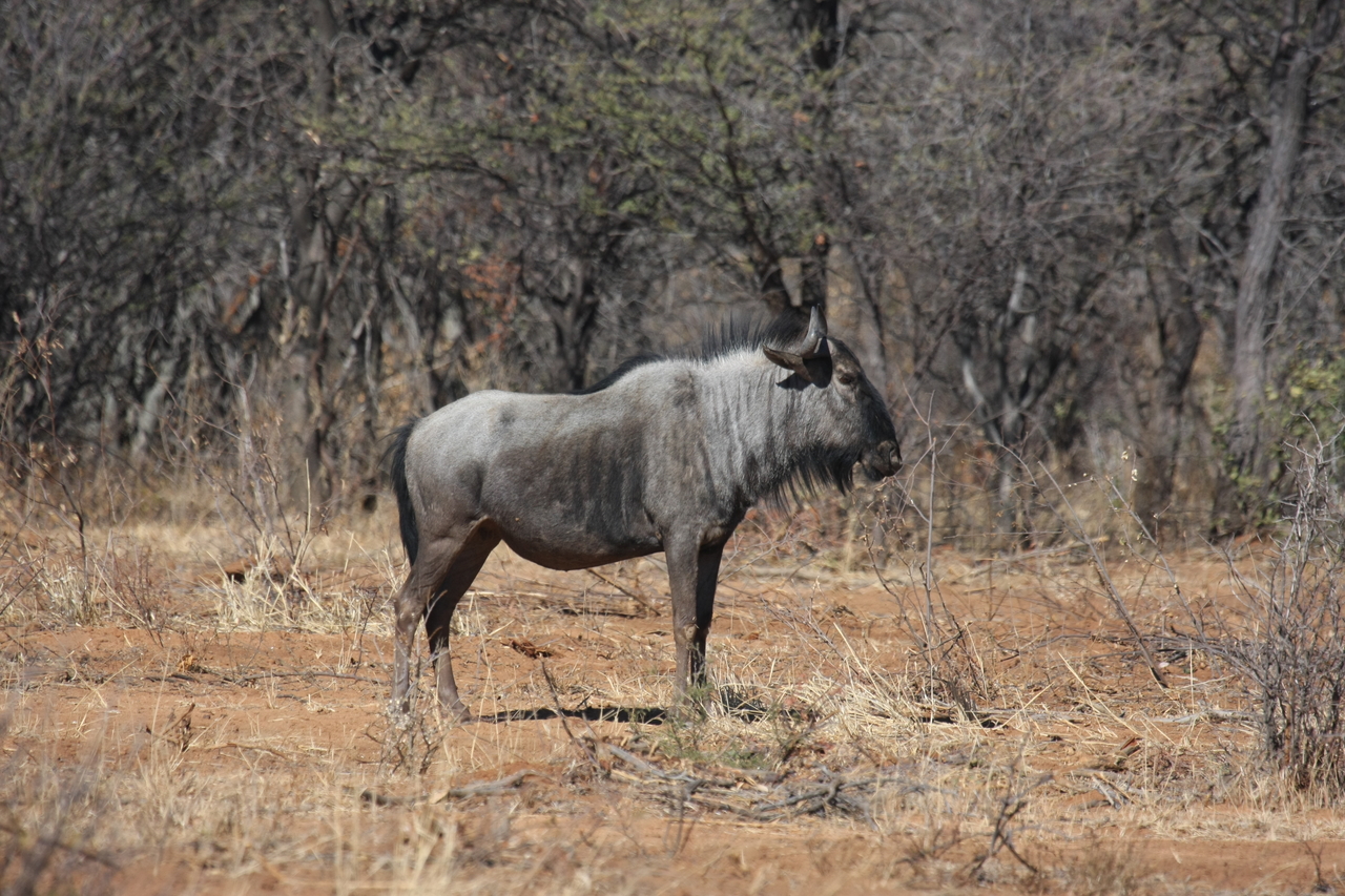 [4971] 2016_06_23_04_51_06_Africa_Canon_EOS_40D_IMG__00946.jpg