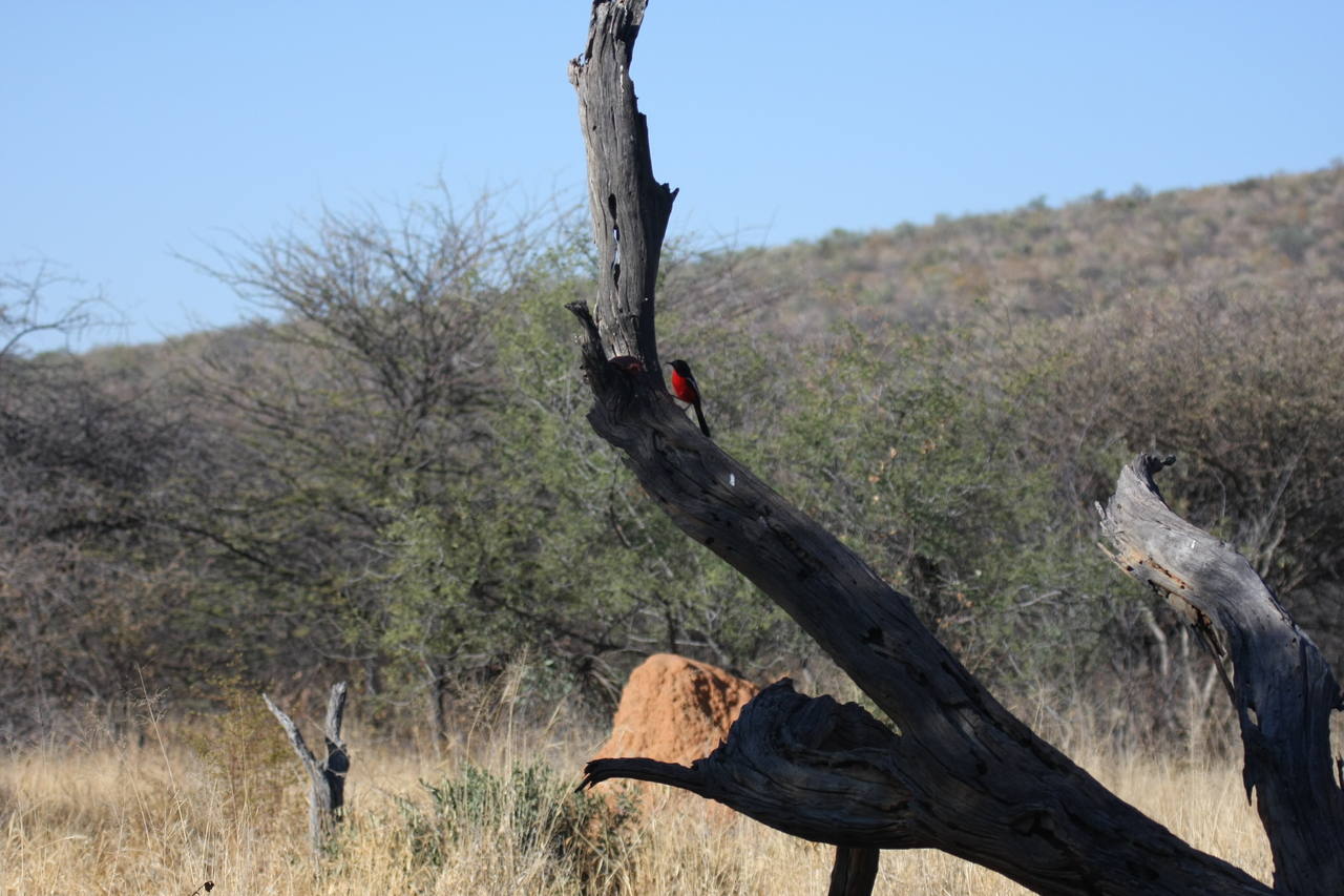 [5584] 2016_06_23_10_17_57_Africa_Canon_EOS_40D_IMG__00189.jpg