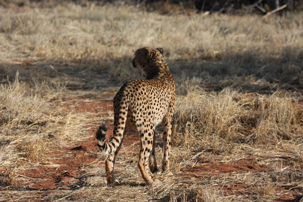 [6400] 2016_06_23_10_47_51_Africa_Canon_EOS_40D_IMG__08662.jpg