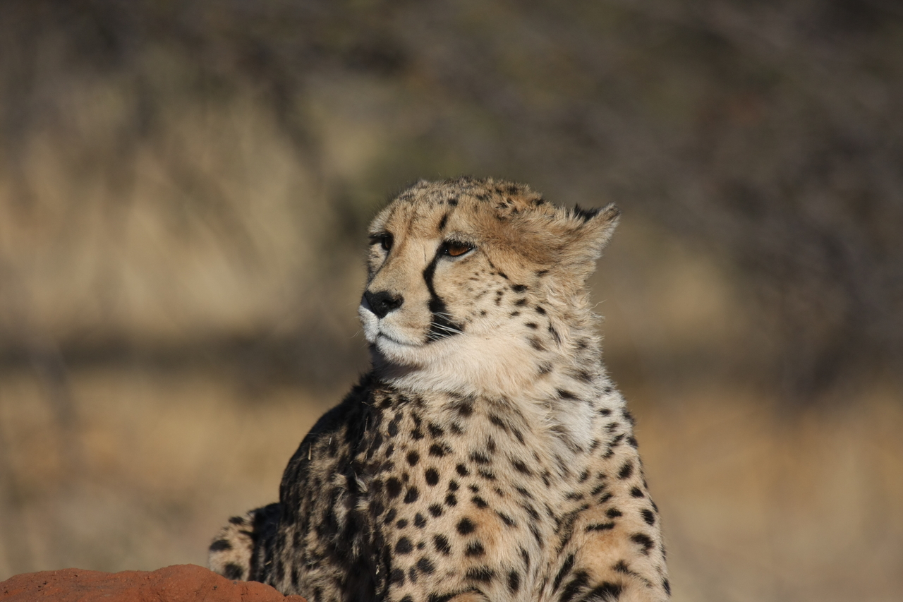 [6823] 2016_06_23_11_00_23_Africa_Canon_EOS_40D_IMG__08789.jpg