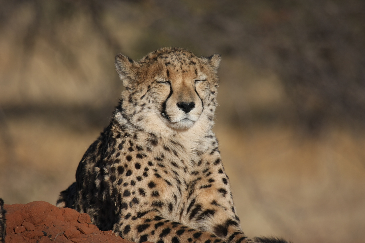 [7040] 2016_06_23_11_08_39_Africa_Canon_EOS_40D_IMG__01408.jpg