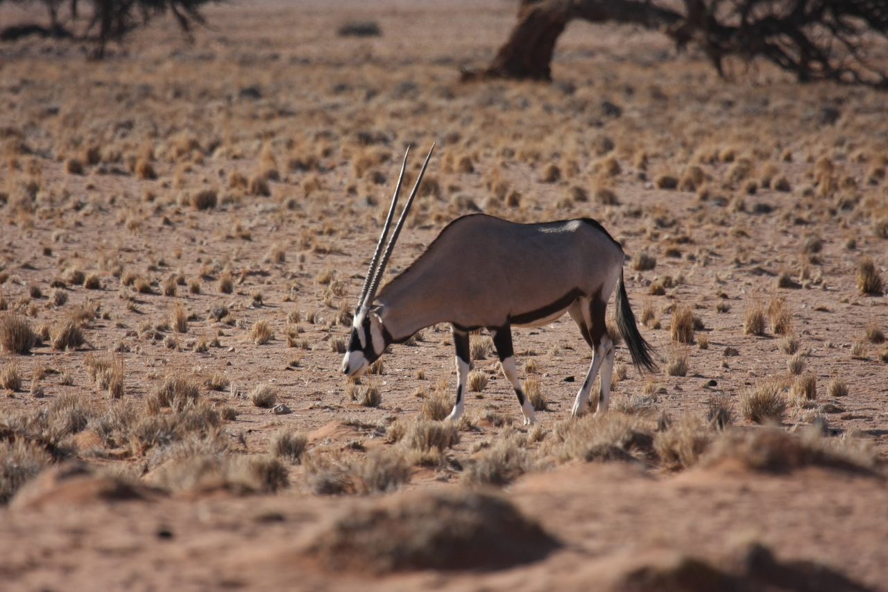 [16056] 2016_06_25_09_55_07_Africa_Canon_EOS_40D_IMG__00197.jpg