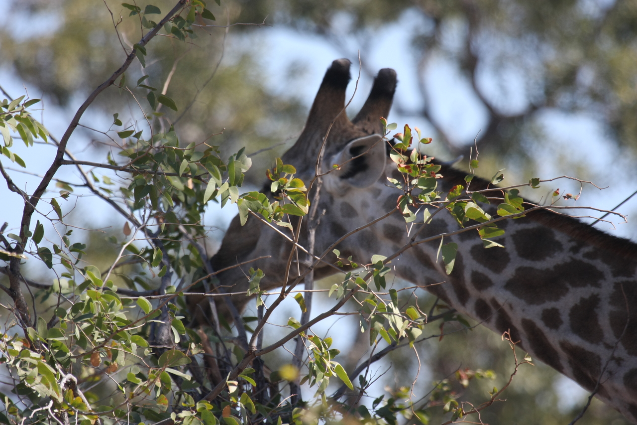 [16898] 2016_06_27_07_56_12_Africa_Canon_EOS_40D_IMG__00040.jpg