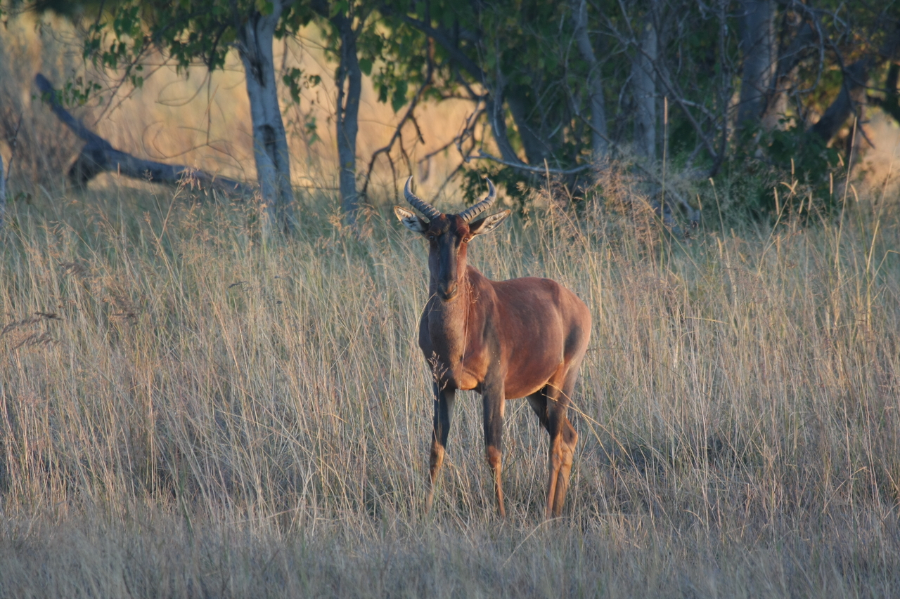 [17648] 2016_06_28_01_14_59_Africa_Canon_EOS_40D_IMG__02878.jpg