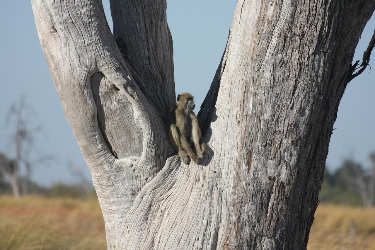 [18212] 2016_06_28_02_44_44_Africa_Canon_EOS_40D_IMG__09983.jpg