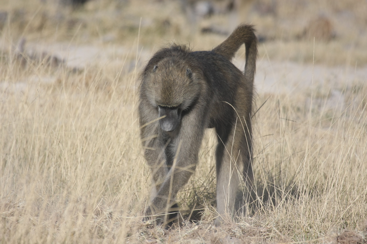 [18348] 2016_06_28_02_48_28_Africa_Canon_EOS_40D_IMG__00199.jpg