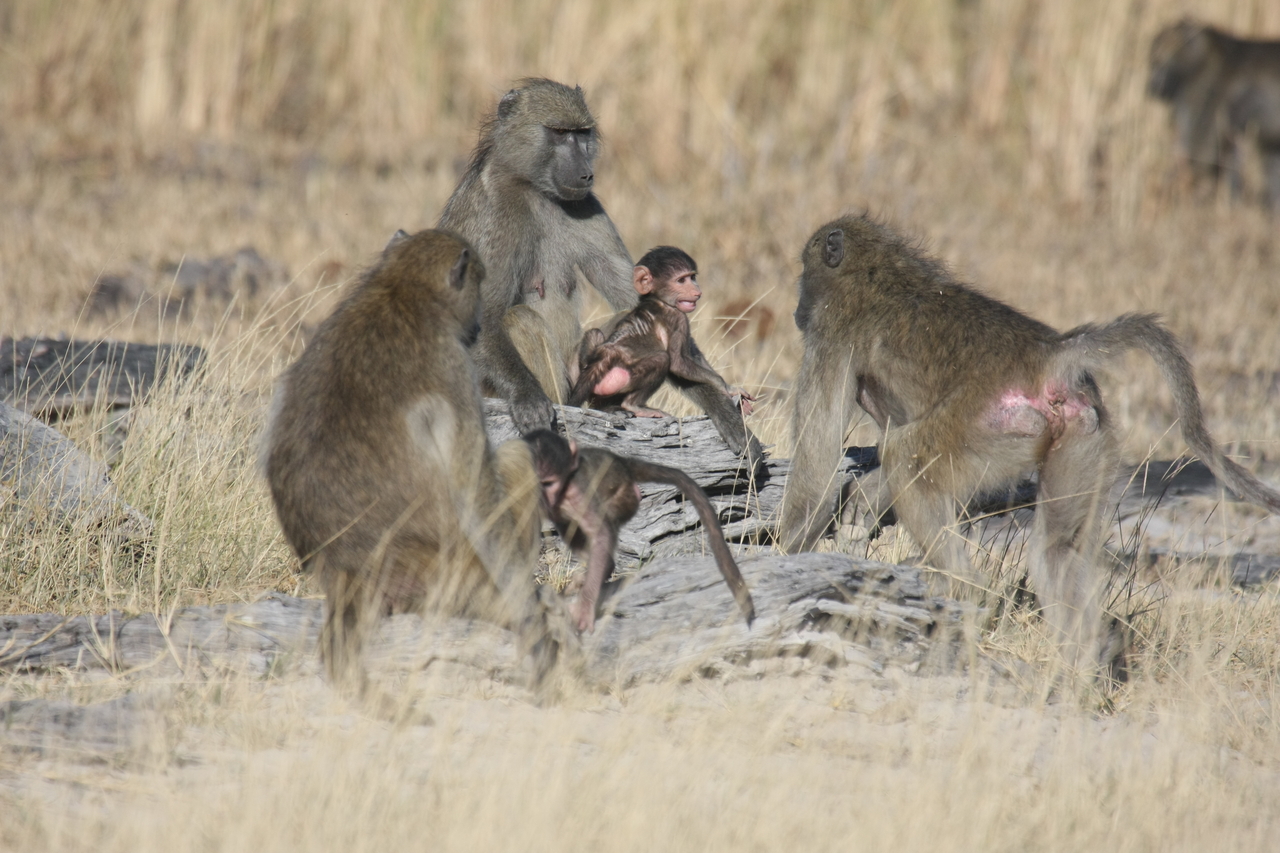 [18369] 2016_06_28_02_48_36_Africa_Canon_EOS_40D_IMG__00207.jpg
