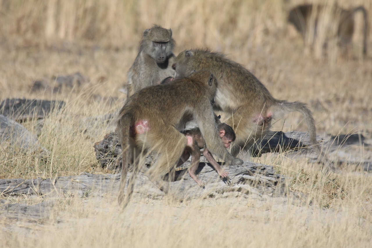 [18377] 2016_06_28_02_48_37_Africa_Canon_EOS_40D_IMG__10043.jpg