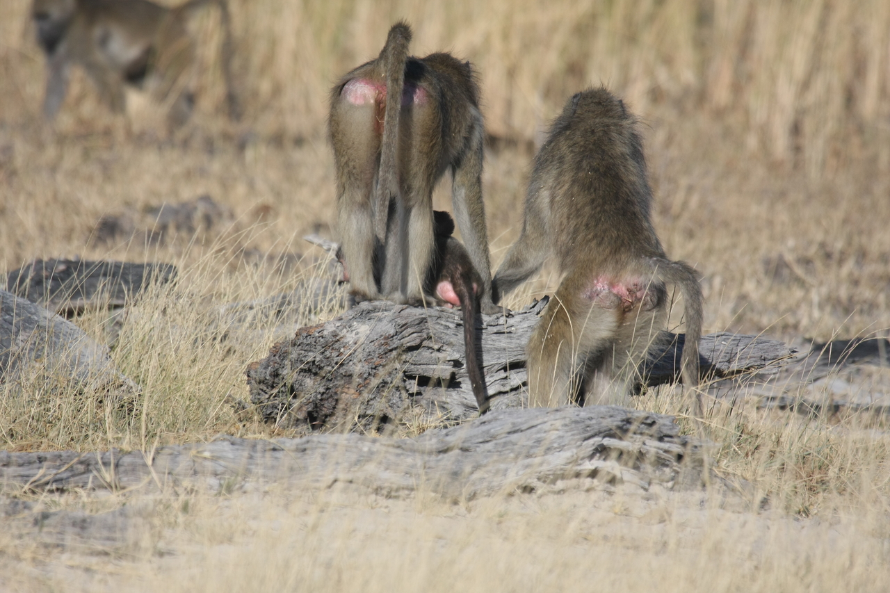 [18388] 2016_06_28_02_48_46_Africa_Canon_EOS_40D_IMG__02601.jpg