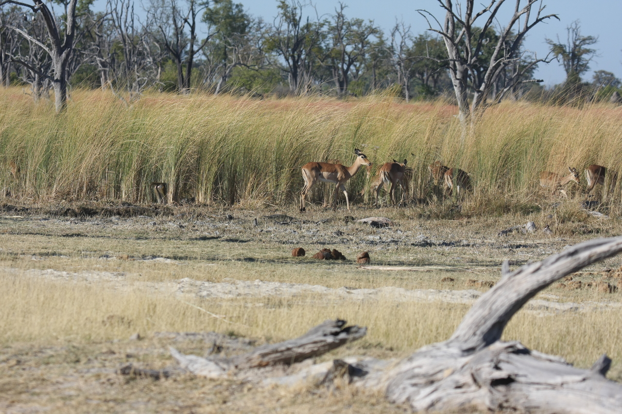 [18392] 2016_06_28_02_49_12_Africa_Canon_EOS_40D_IMG__02602.jpg