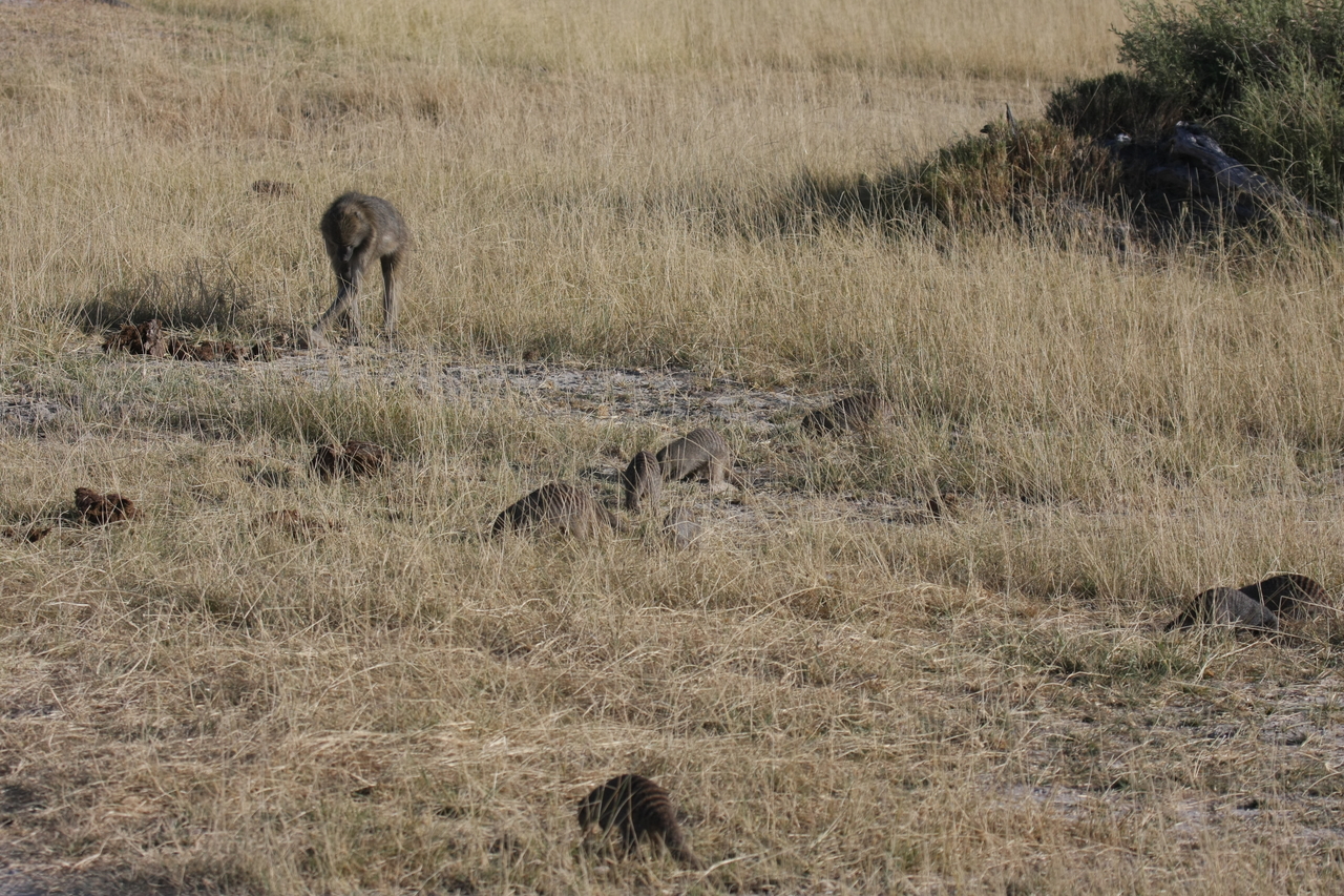 [18399] 2016_06_28_02_50_29_Africa_Canon_EOS_40D_IMG__02604.jpg