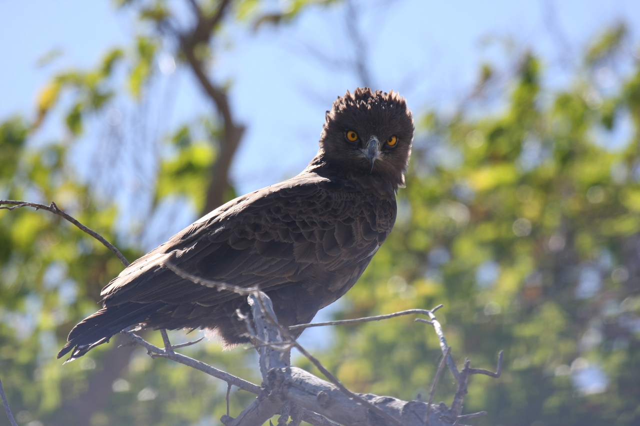 [19259] 2016_06_28_05_00_14_Africa_Canon_EOS_40D_IMG__00525.jpg