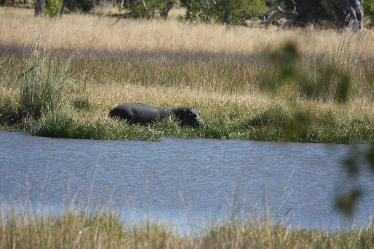 [19583] 2016_06_28_05_23_42_Africa_Canon_EOS_40D_IMG__10476.jpg