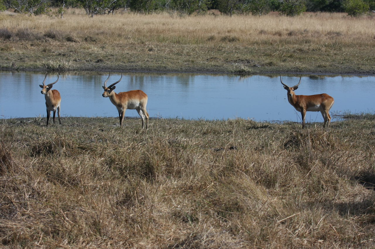 [19718] 2016_06_28_05_32_35_Africa_Canon_EOS_40D_IMG__00695.jpg