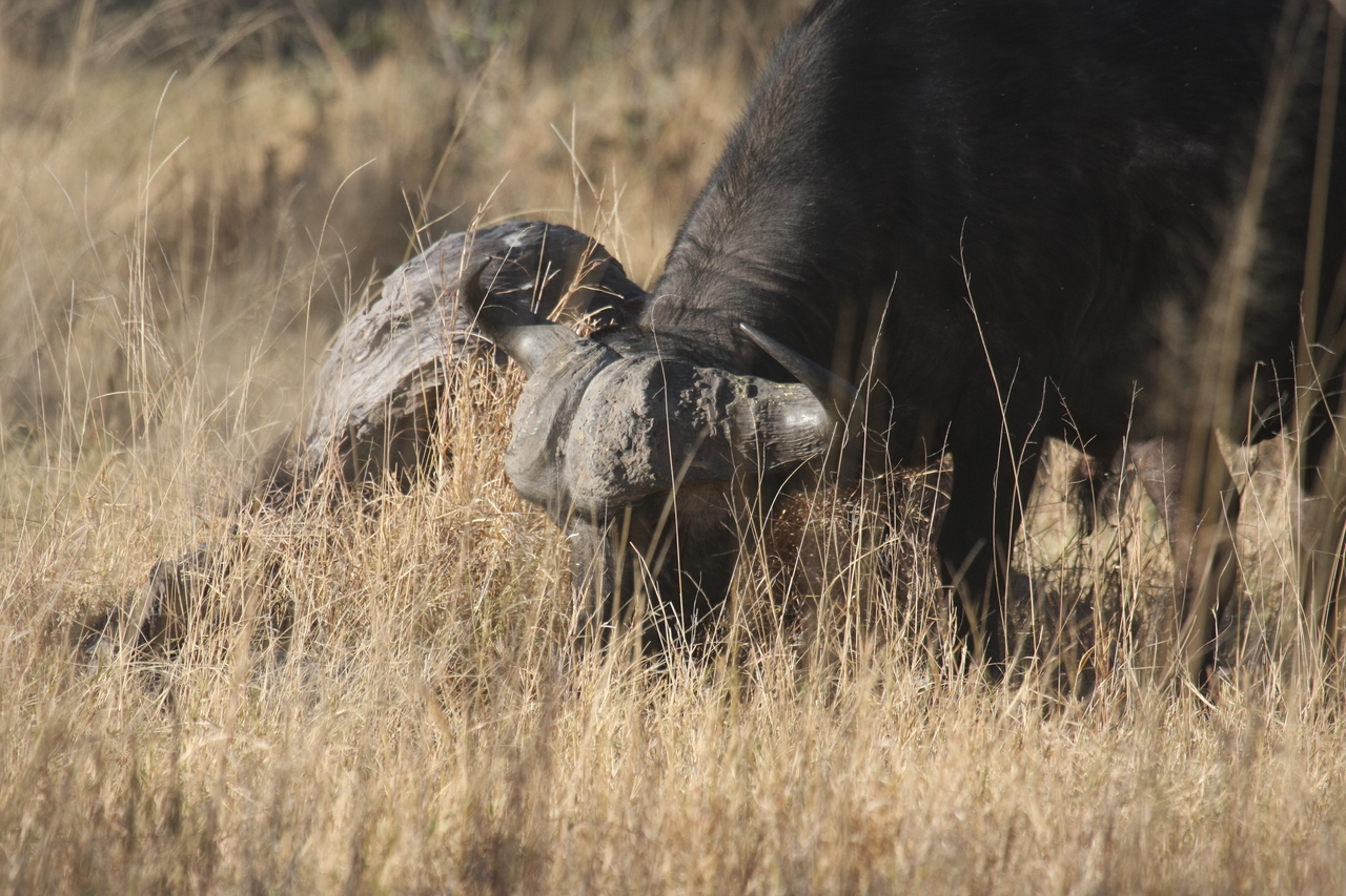 [20630] 2016_06_29_02_16_46_Africa_Canon_EOS_40D_IMG__03633.jpg