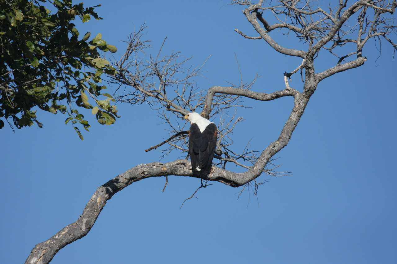 [20759] 2016_06_29_02_59_29_Africa_Canon_EOS_40D_IMG__00472.jpg