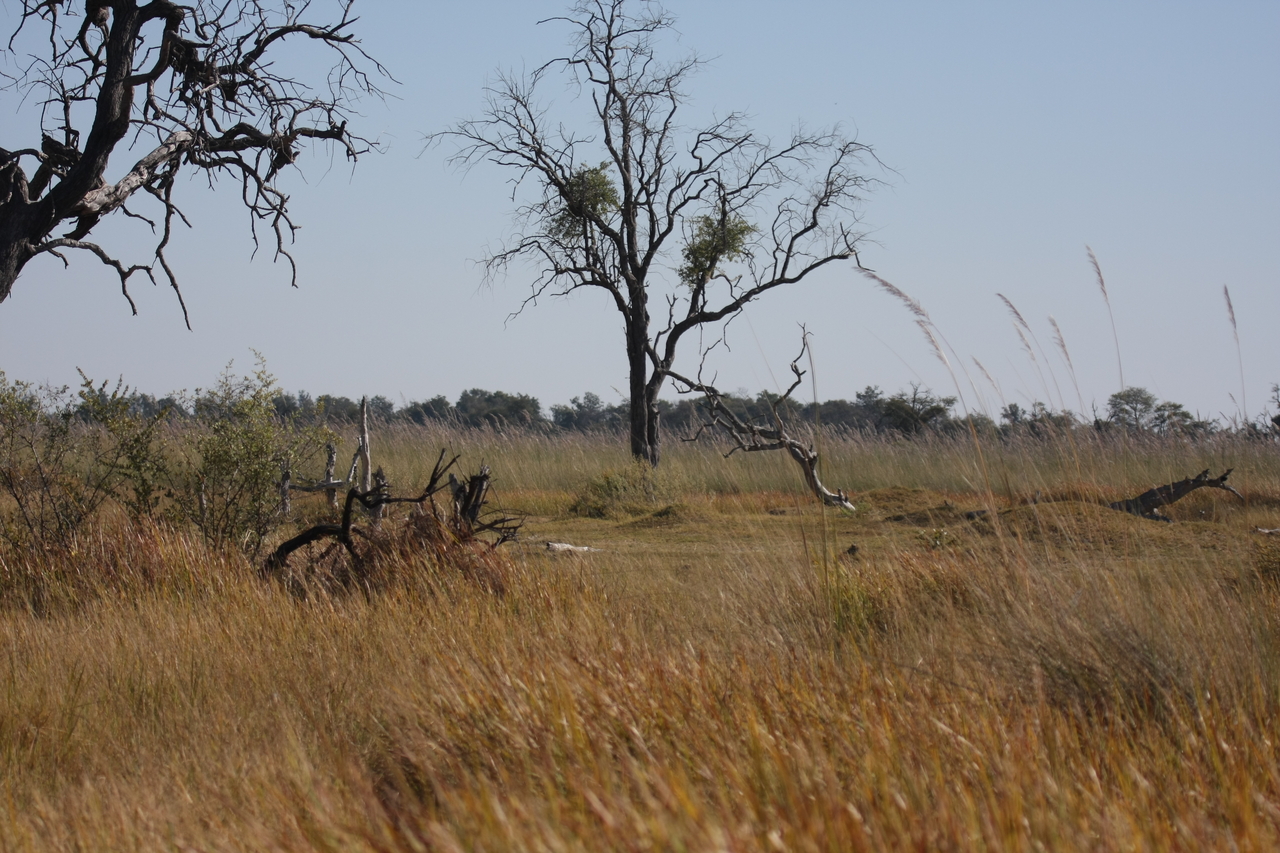 [21177] 2016_06_29_03_54_20_Africa_Canon_EOS_40D_IMG__10832.jpg