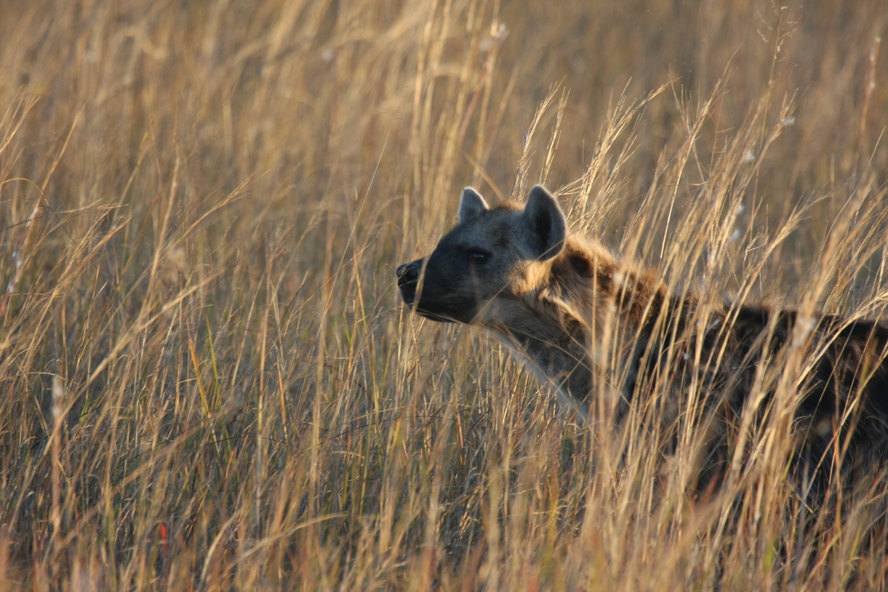 [21598] 2016_06_29_11_34_42_Africa_Canon_EOS_40D_IMG__10912.jpg