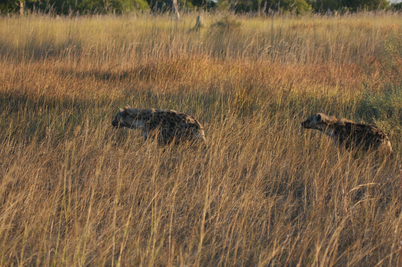 [21636] 2016_06_29_11_34_57_Africa_Canon_EOS_40D_IMG__00240.jpg