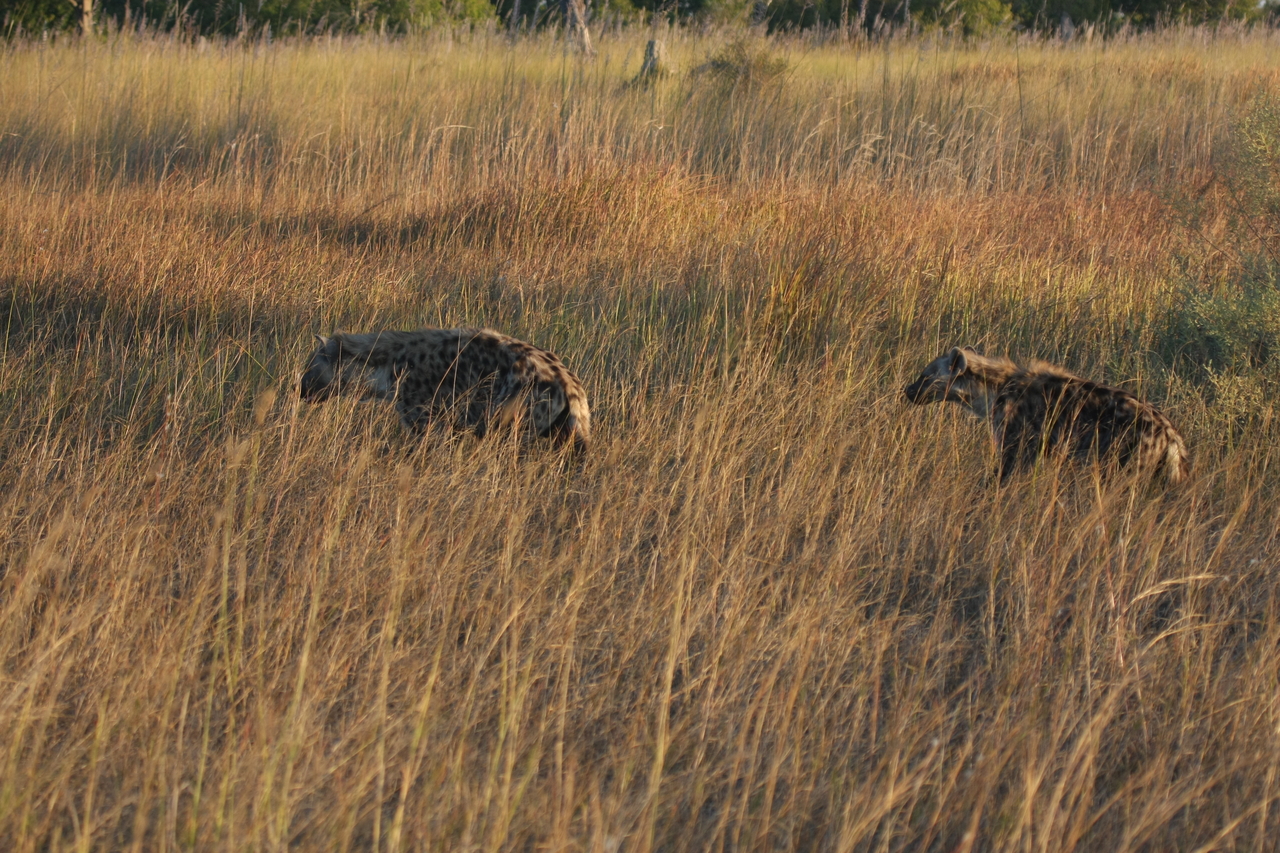 [21643] 2016_06_29_11_34_57_Africa_Canon_EOS_40D_IMG__10930.jpg